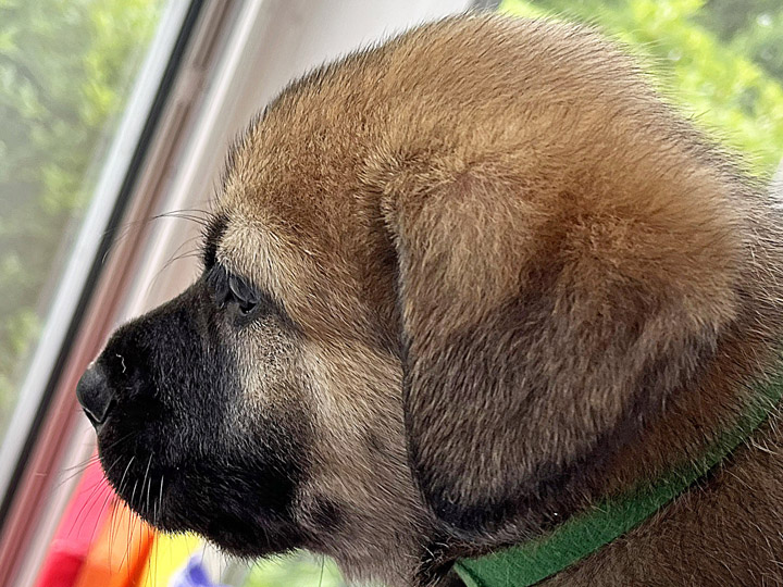 chinook puppy